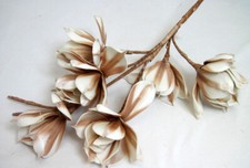 Magnolienzweig geschäumt