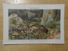 Orig.(1894) Chromolithographie Flechten I.  (N1B)