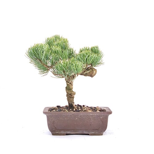 Bonsai mädchenkiefer pinus - mädchenkiefer, 'pinus
