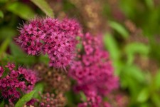 Spiraea japonica 'Dart's Red'