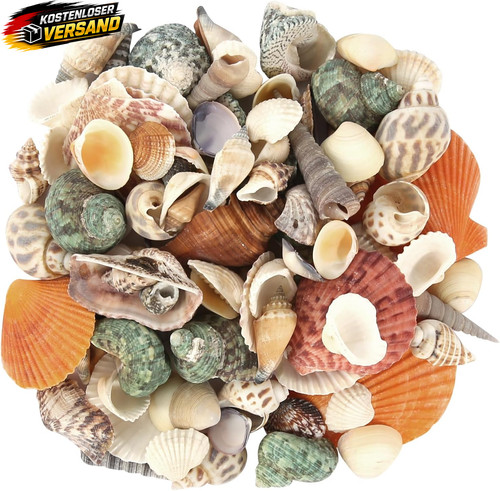 Muscheln zum basteln - zum,