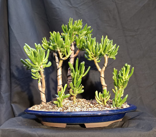 Pre bonsai crassula - pre-bonsai,
