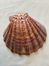 Jakobsmuschel, Pilgermuschel, Pecten Muschel, Kamm-Muschel / ca. 13.5 - 14.5 cm