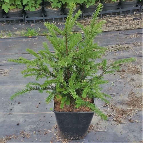 Einheimische eibe taxus - einheimische,