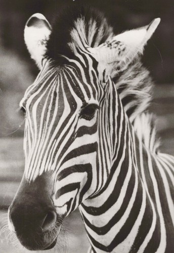 Zebra echt foto - ak,