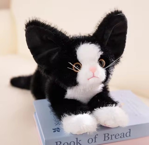 Devon rex katze - devon,