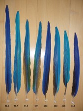 Blaue papageien vogel federn - papageien,