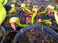 250 Cobra Lily/ Darlingtonia