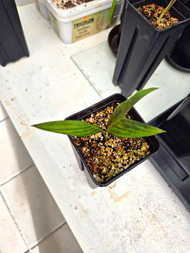Pinanga crassipes palme - pinanga,