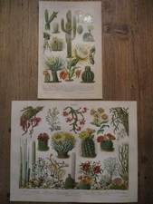 2x Orig. Chromolithographie