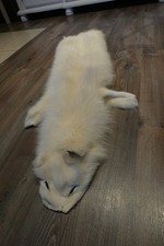 Fuchs Fell weiss Balg Pelz