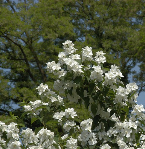 Gefüllter gartenjasmin - gefüllter,