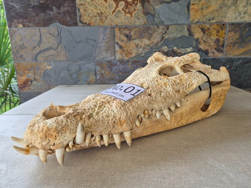 Krokodilschädel cites - krokodilschädel,