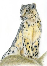 Schneeleopard, Raubkatze Fine Art DRUCK aus einer original Buntstiftzeichnung