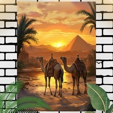 Kamele ägypten poster - in,