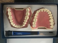 Frasaco Zahnmodell  AG-3 OK +