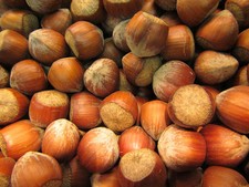 Corylus colurna 'Baum-Hasel' - Winterharte Pflanze 100-120cm türkische Haselnuss