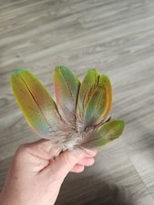 11 x blau grün braune ?? Vogelfeder Papageienfeder Feder Papagei Ara bastel