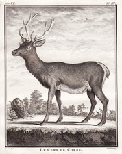 Hirsch Rehwild Korsika Jagd cerf deer gravure Kupferstich engraving Buffon 1780