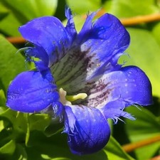 Enzian Bodendecker winterhart immergrün blühend 10 Samen 2025 a