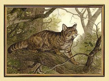 JAGDBILD WILDKATER WILDKATZE auf Raub von DEIKER AUF LEINWAND 548L im Goldrahmen