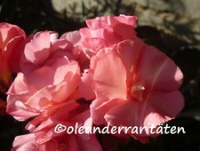 3x Oleander Stecklinge ROSEUM PLENUM APRICOT GEFÜLLT 