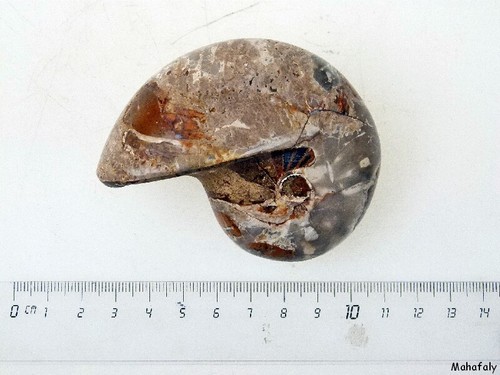 Am34 ammonit nautilus perlboot - nautilus,