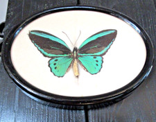 Antikes präparat morpho - präparat,