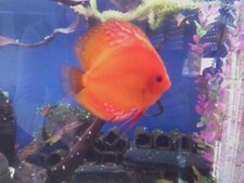 Juwel Aquarium 450 L inklusive Unterschrank /Filter/LED Lampe