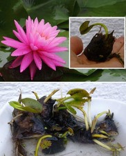 Kleinste seerose der - kleinste, welt