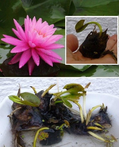 Kleinste seerose der welt - kleinste,