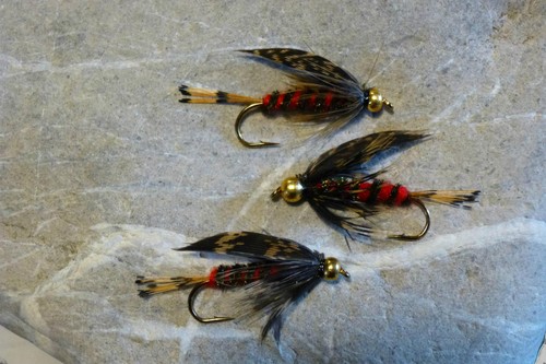 Goldkopf hardy s - st., hardy`s