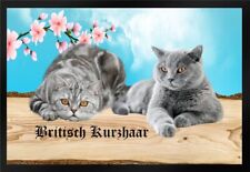Fußmatte Schmutzfangmatte Katze Rassekatze Britisch Kurzhaar F1212