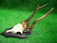 abnormer Gabler Rehbock