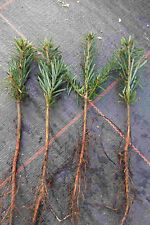 Nordmanntannen 2j. 25st. Weihnachtsbaum Nordmanntanne 15-30cm Wurzelware