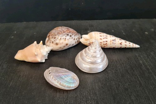 Meeresmuscheln sammlung - sammlung, 5