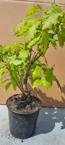 Eichen prebonsai eichenbaum - eichen-prebonsai,,