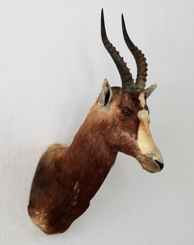 Blessbock echte
