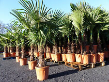 XXL Palme winterhart 180 cm Trachycarpus fortunei, Hanfpalme, Top-Qualität