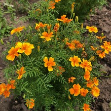 Tagetes luna orange - tagetes,