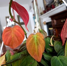 Rare XL Philodendron Multi