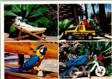 40144713 - Papagei Show im Lori Park Papageien