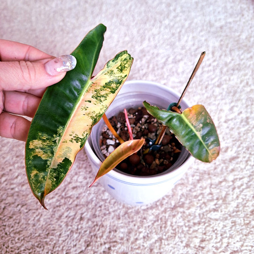 Philodendron billietiae - philodendron,