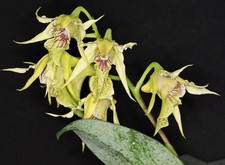 Dendrobium hodgkinsonii mit 5 Blütentriebansätzen