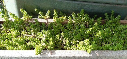 Bodendecker sedum immergrün - bodendecker,