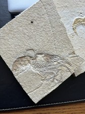 Aeger Krebs Solnhofen Jura