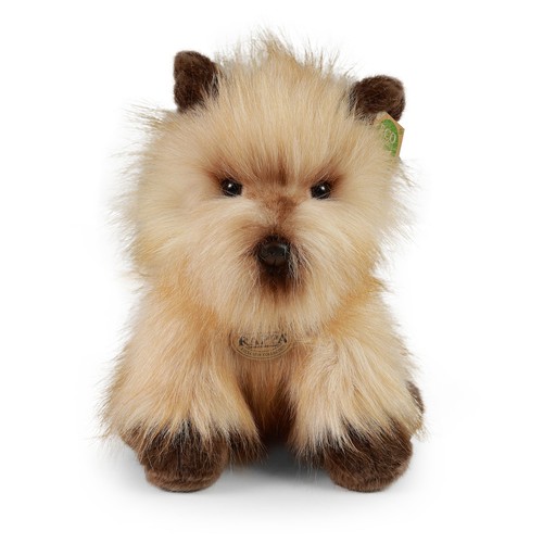 Cairn terrier cm - h=25, hund
