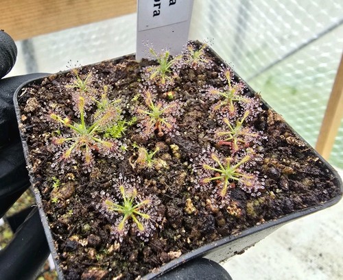 Drosera