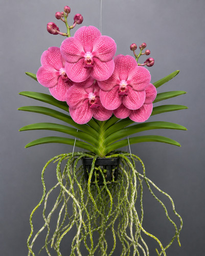 Vanda wine red - red, orchidee