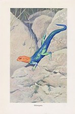 Felsenagame  Agamen Agamidae Agama  Lurche  Farbdruck 1912 Wilhelm Kuhnert
